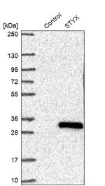 STYX Antibody in Western Blot (WB)