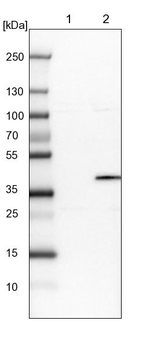 OGFOD2 Antibody in Western Blot (WB)