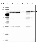 COG3 Antibody in Western Blot (WB)