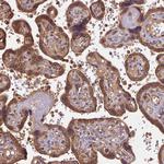 BRAP Antibody in Immunohistochemistry (Paraffin) (IHC (P))