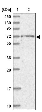 BRAP Antibody in Western Blot (WB)