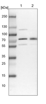 BRAP Antibody in Western Blot (WB)