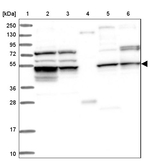 CEP57L1 Antibody in Western Blot (WB)