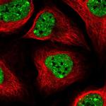 SLTM Polyclonal Antibody