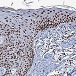 SLTM Antibody in Immunohistochemistry (Paraffin) (IHC (P))