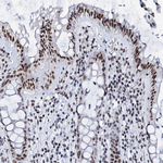 SLTM Antibody in Immunohistochemistry (Paraffin) (IHC (P))