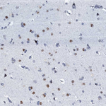 SLTM Antibody in Immunohistochemistry (Paraffin) (IHC (P))