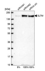 SLTM Antibody in Western Blot (WB)