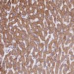 VWCE Polyclonal Antibody