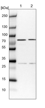 COG6 Antibody in Western Blot (WB)