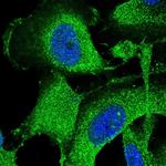 SPG11 Antibody in Immunocytochemistry (ICC/IF)