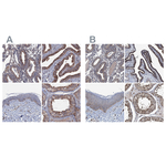 NEK1 Antibody in Immunohistochemistry (Paraffin) (IHC (P))