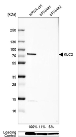 KLC2 Antibody in Western Blot (WB)