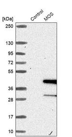 MOS Antibody in Western Blot (WB)