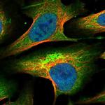 KLC2 Polyclonal Antibody