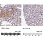 ADO Antibody