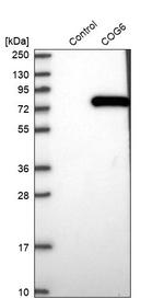 COG6 Antibody in Western Blot (WB)