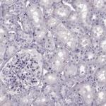 Cystatin F Antibody in Immunohistochemistry (Paraffin) (IHC (P))