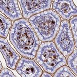 PLAC8 Antibody in Immunohistochemistry (IHC)