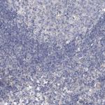 GLCE Antibody in Immunohistochemistry (Paraffin) (IHC (P))