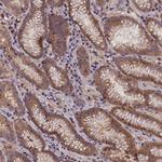 C15orf52 Antibody in Immunohistochemistry (Paraffin) (IHC (P))