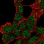 FAM154B Polyclonal Antibody