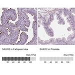 FAM154B Antibody