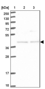 FAM154B Antibody in Western Blot (WB)