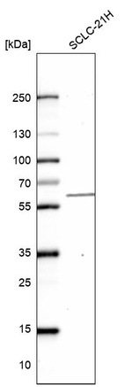 CEP68 Antibody in Western Blot (WB)