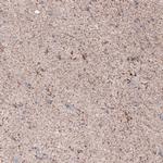 CEP192 Antibody in Immunohistochemistry (IHC)