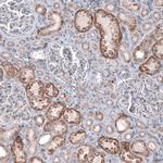 CEP192 Antibody in Immunohistochemistry (IHC)