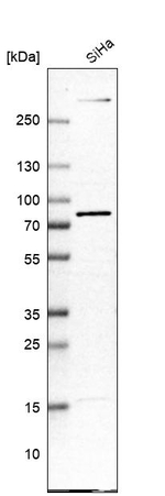 Kindlin 2 Antibody in Western Blot (WB)