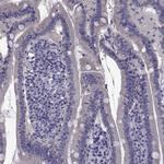 TMC3 Antibody in Immunohistochemistry (Paraffin) (IHC (P))