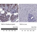 TMC3 Antibody
