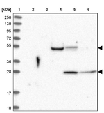 ARPIN Antibody in Western Blot (WB)
