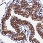 SLC16A14 Antibody in Immunohistochemistry (Paraffin) (IHC (P))