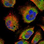 SLC16A14 Polyclonal Antibody