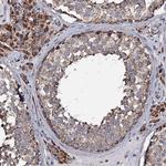 NRIP3 Antibody in Immunohistochemistry (Paraffin) (IHC (P))
