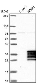 NRIP3 Antibody in Western Blot (WB)