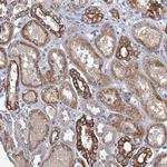 SMCO3 Antibody in Immunohistochemistry (Paraffin) (IHC (P))