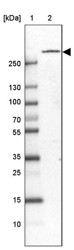 PLXNB1 Antibody in Western Blot (WB)