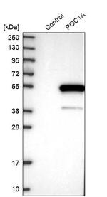 POC1A Antibody in Western Blot (WB)