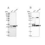 HAUS1 Antibody in Western Blot (WB)