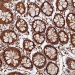 Heme oxygenase 2 Antibody in Immunohistochemistry (Paraffin) (IHC (P))