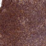 Heme oxygenase 2 Polyclonal Antibody