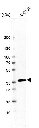 Heme oxygenase 2 Antibody in Western Blot (WB)