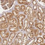 DYNC1I2 Antibody in Immunohistochemistry (Paraffin) (IHC (P))