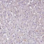 DYNC1I2 Antibody in Immunohistochemistry (Paraffin) (IHC (P))