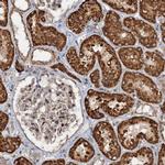 CEP68 Polyclonal Antibody