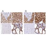 Sorbitol Dehydrogenase Polyclonal Antibody